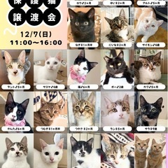ふれあい保護猫譲渡会🐱🍀