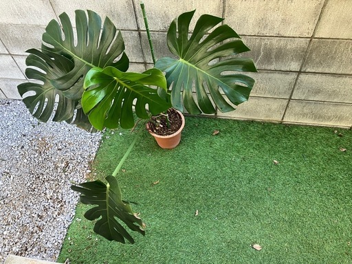 観葉植物　モンステラ　中大型