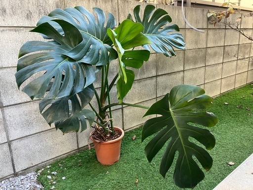 観葉植物　モンステラ　中大型