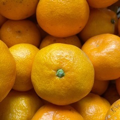 決まりました　
山川みかん　10キログラムの画像