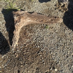 アクアリウム、爬虫類、熱帯魚流木
の画像