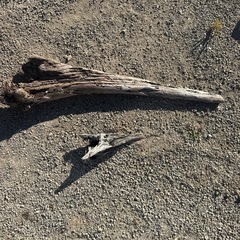 アクアリウム、爬虫類、熱帯魚流木
の画像