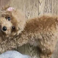 2025年1月生まれトイプードル♀の里親募集