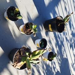 ドワーフモンキーバナナの画像