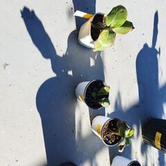 ドワーフモンキーバナナの画像