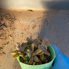 多肉植物①の画像