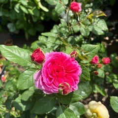 【豊中蛍池】バラ（月季）多数お譲りします｜鉢植え・品種いろいろの画像