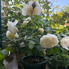 【豊中蛍池】バラ（月季）多数お譲りします｜鉢植え・品種いろいろの画像