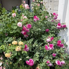 【豊中蛍池】バラ（月季）多数お譲りします｜鉢植え・品種いろいろの画像