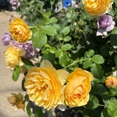 【豊中蛍池】バラ（月季）多数お譲りします｜鉢植え・品種いろいろの画像