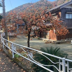 甘柿の画像