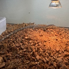 ザルバトールモニター