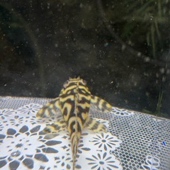 キンペコ　少し黄色①
の画像