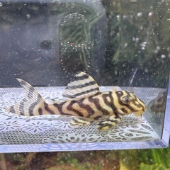 キンペコ　少し黄色①
の画像