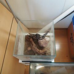 水槽、３０x３０x３０、台付きの画像