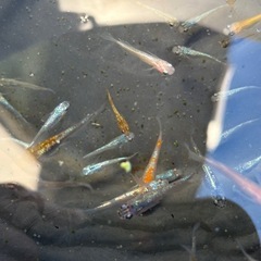 めだかミックス100匹＋α ラストの画像