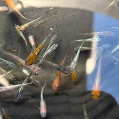 めだかミックス100匹＋α ラストの画像