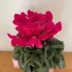 ポインセチアの画像