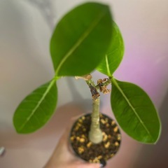 アデニウム　　アラビクムの画像