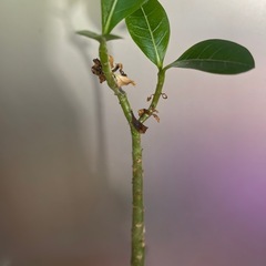 アデニウム　　アラビクムの画像