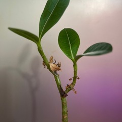 アデニウム　　アラビクムの画像