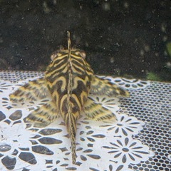 キンペコ　少し黄色②の画像