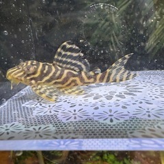 キンペコ　少し黄色②の画像