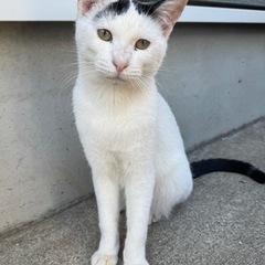 １歳半くらい🐈‍⬛白黒オス猫ちゃん😼