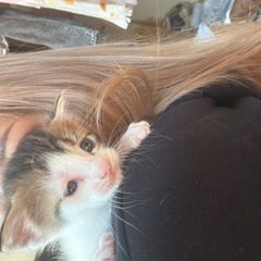 子猫の里親募集します！
