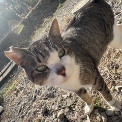 男の子キジトラ😼２歳くらい🐈‍⬛