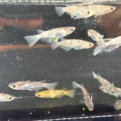 【最終まとめ売り🉐】和墨RLF１6匹セット　メダカ🐟の画像