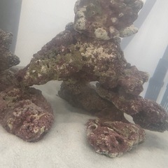 ライブロック8kg ほぼ新品　生体導入なしの画像