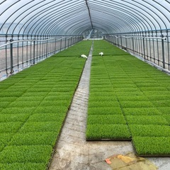 多品種ブレンド米　SELE第2弾　
再生2期作米　新米30キロ玄米　生活応援価格　第2弾の画像