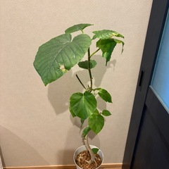 幹太‼️ 曲がりフィカス　ウンベラータの画像