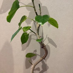 幹太‼️ 曲がりフィカス　ウンベラータの画像