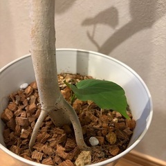 幹太‼️ 曲がりフィカス　ウンベラータの画像