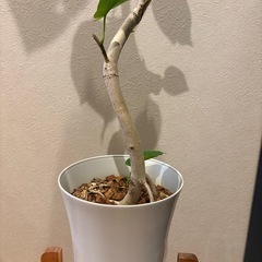 幹太‼️ 曲がりフィカス　ウンベラータの画像