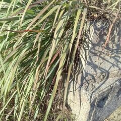 レモングラス苗の画像