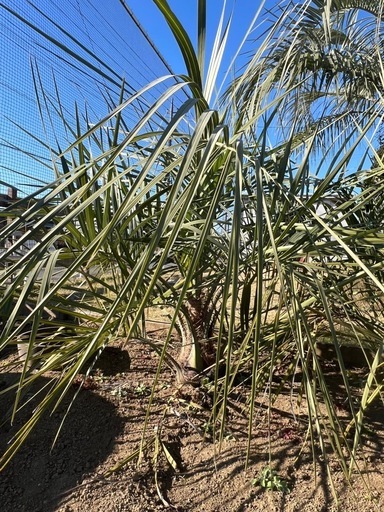 ココスヤシ シンボルツリー