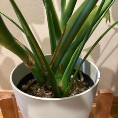 中型‼️モンステラの画像