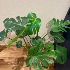 中型‼️モンステラの画像