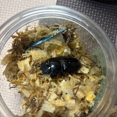 スマトラオオヒラタクワガタ1ペア①の画像