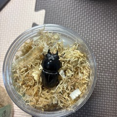 スマトラオオヒラタ1ペア②
の画像