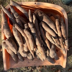 キャッサバ 芋の画像