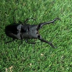 ギラファノコギリクワガタ♂♂♀成虫セット+オマケの画像