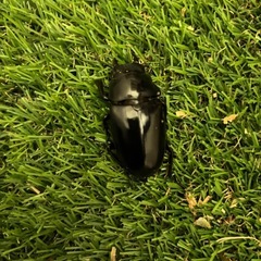 ギラファノコギリクワガタ♂♂♀成虫セット+オマケの画像