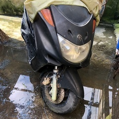 マジェスティーの画像