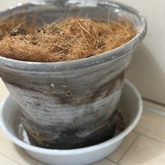 植木鉢の画像