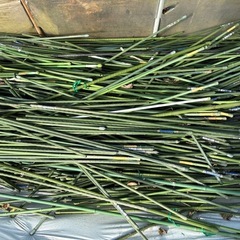 ⭐️購入者決まりました⭐️畑の資材の画像