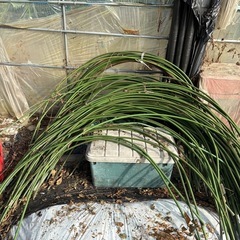 ⭐️購入者決まりました⭐️畑の資材の画像